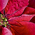 Christmas Petals